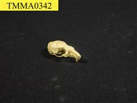 藏品(白腹鼠屬頭骨)的圖片